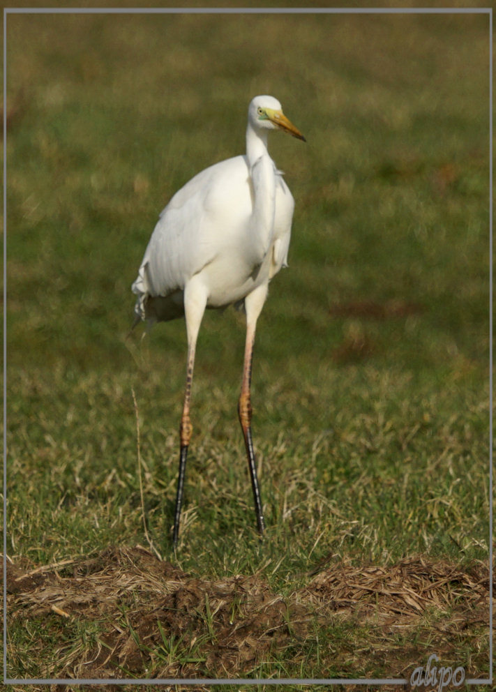 20150306_1637grote_zilverreiger_Spaarnwoude (1)