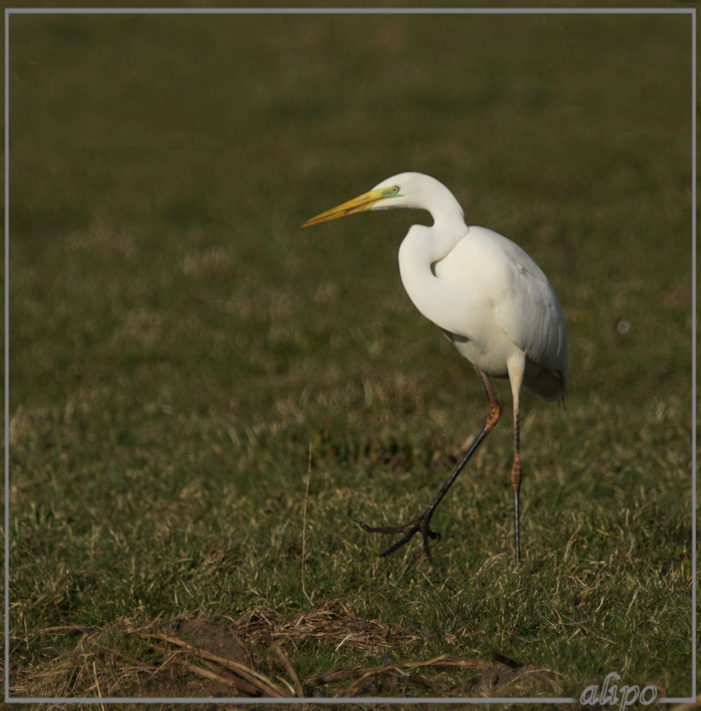 20150306_1637grote_zilverreiger_Spaarnwoude (5)