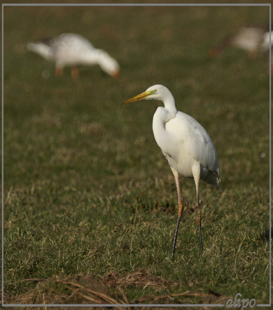 20150306_1637grote_zilverreiger_Spaarnwoude (8)