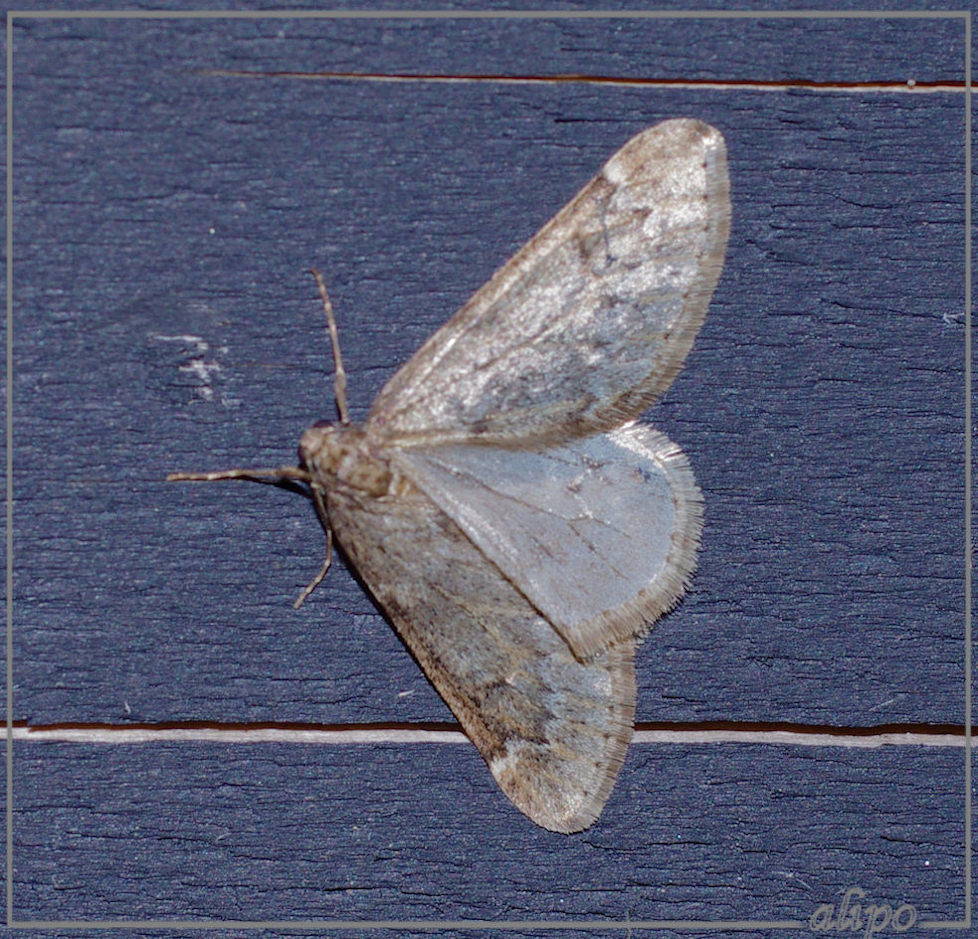 20150307_2226voorjaarsboomspanner_nachtvlindernacht_Kennemerduinen2