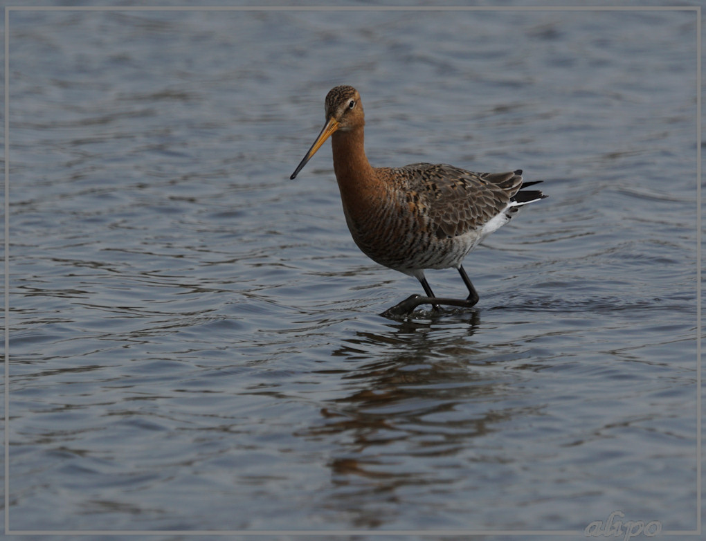 20150403_1326grutto_Gruijterslandje Sony A77ii 400mm