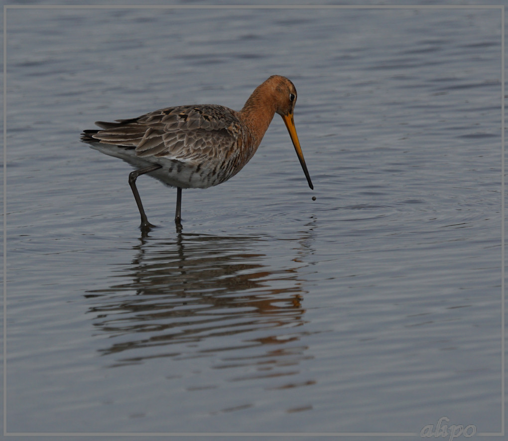 20150403_1328grutto_Gruijterslandje (8)