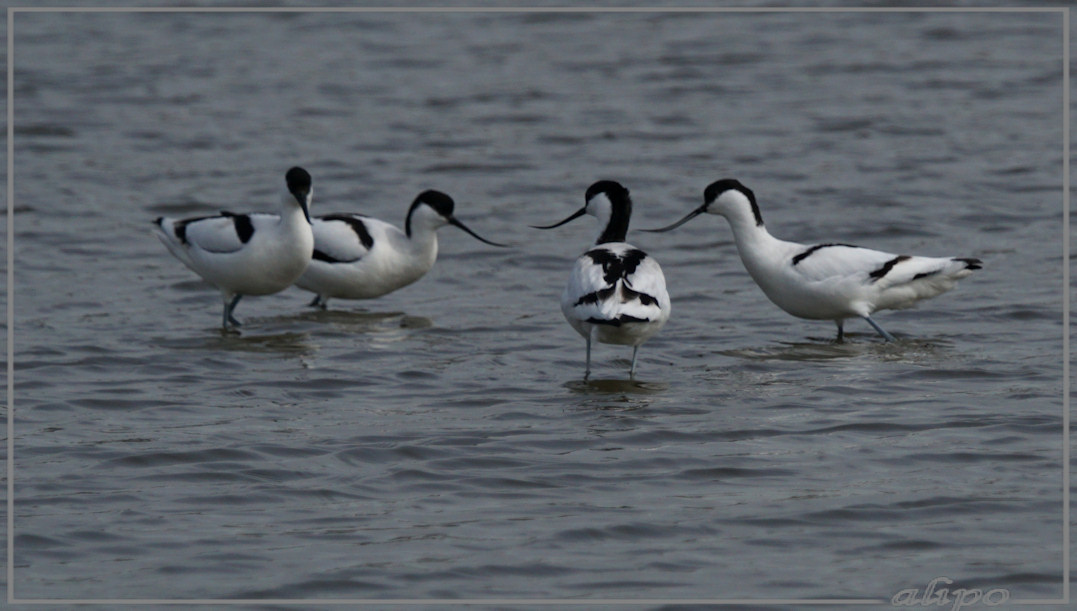 20150403_1333kluten_Gruijterslandje (5)