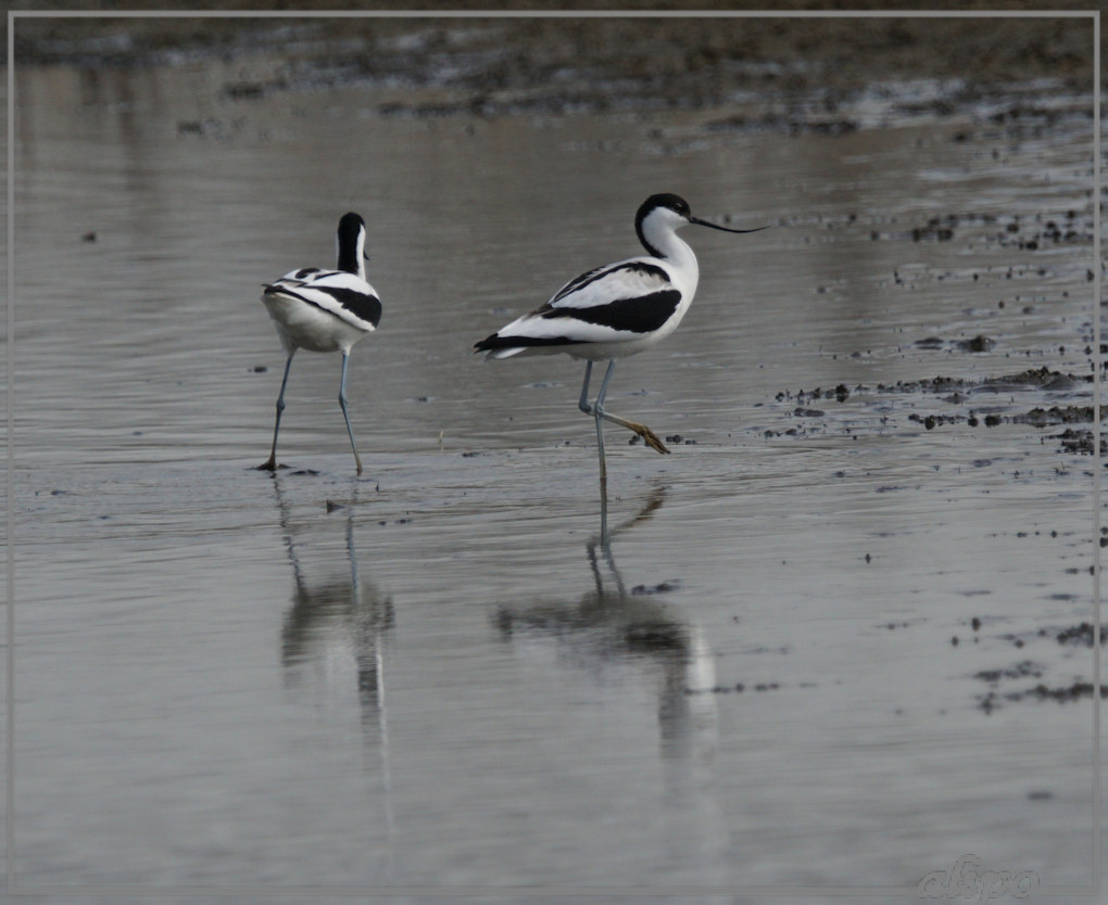 20150403_1336kluten_Gruijterslandje (4)