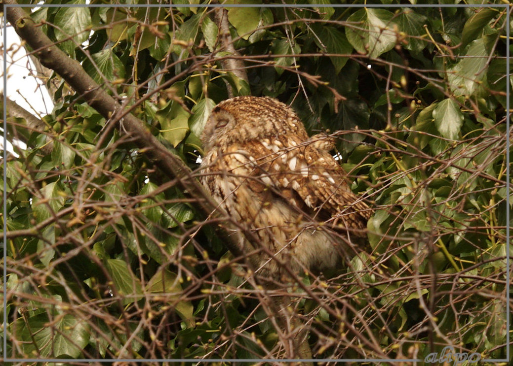 20150403_1434bosuil_Kenaupark (5)