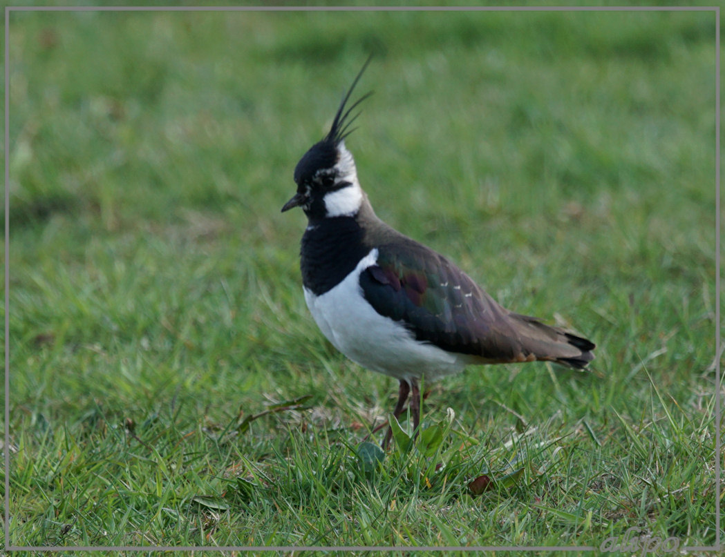 20150417_1617kievit_Spaarnwoude (10) Sony A77ii 400mm