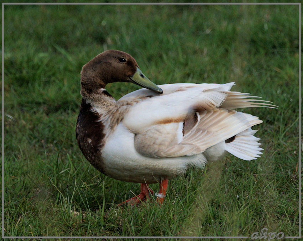 20150417_1650bruine_wilde_eend_Spaarnwoude (16)