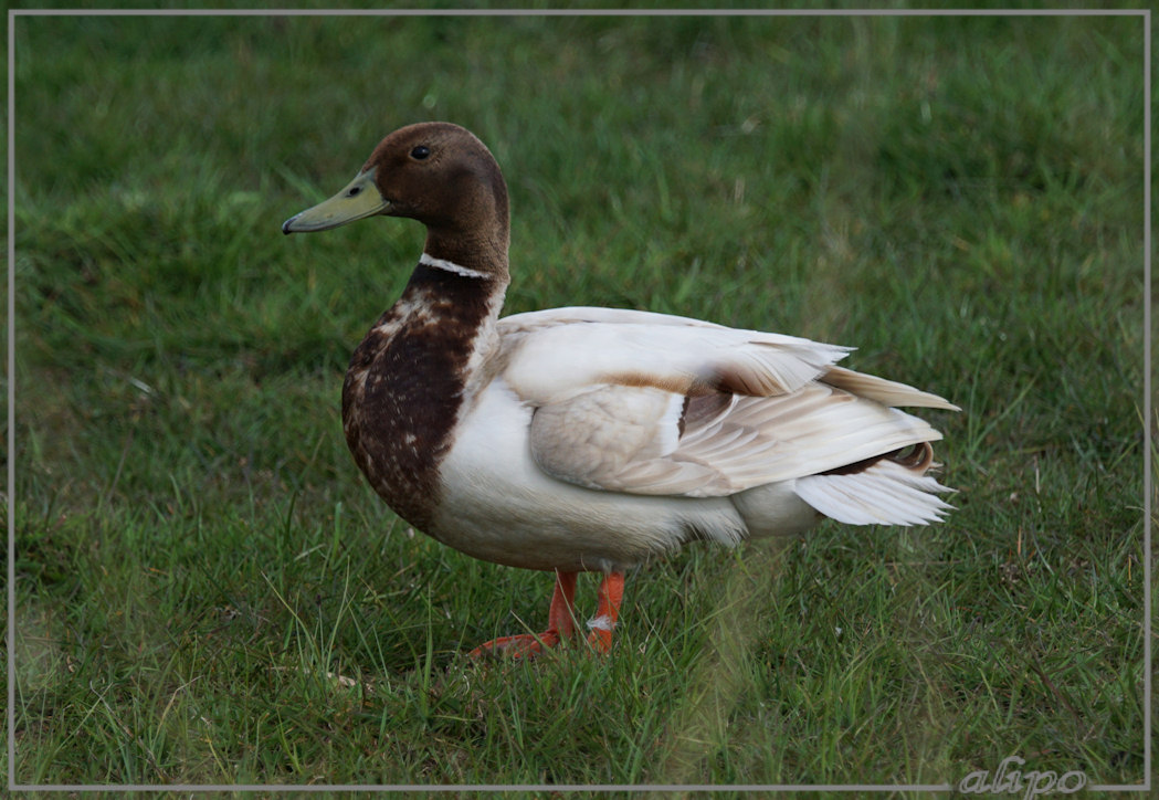 20150417_1650bruine_wilde_eend_Spaarnwoude (19)