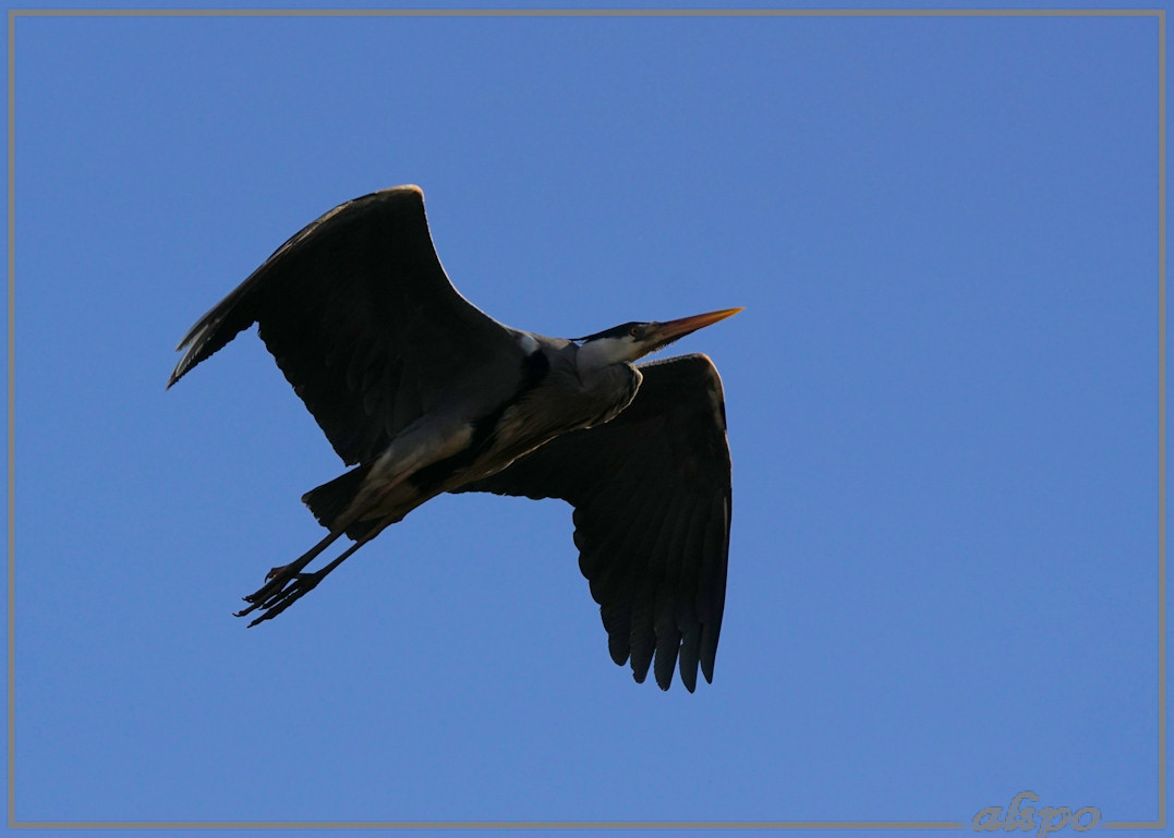 20150417_1745vliegende_reiger_Haarlemmerliede