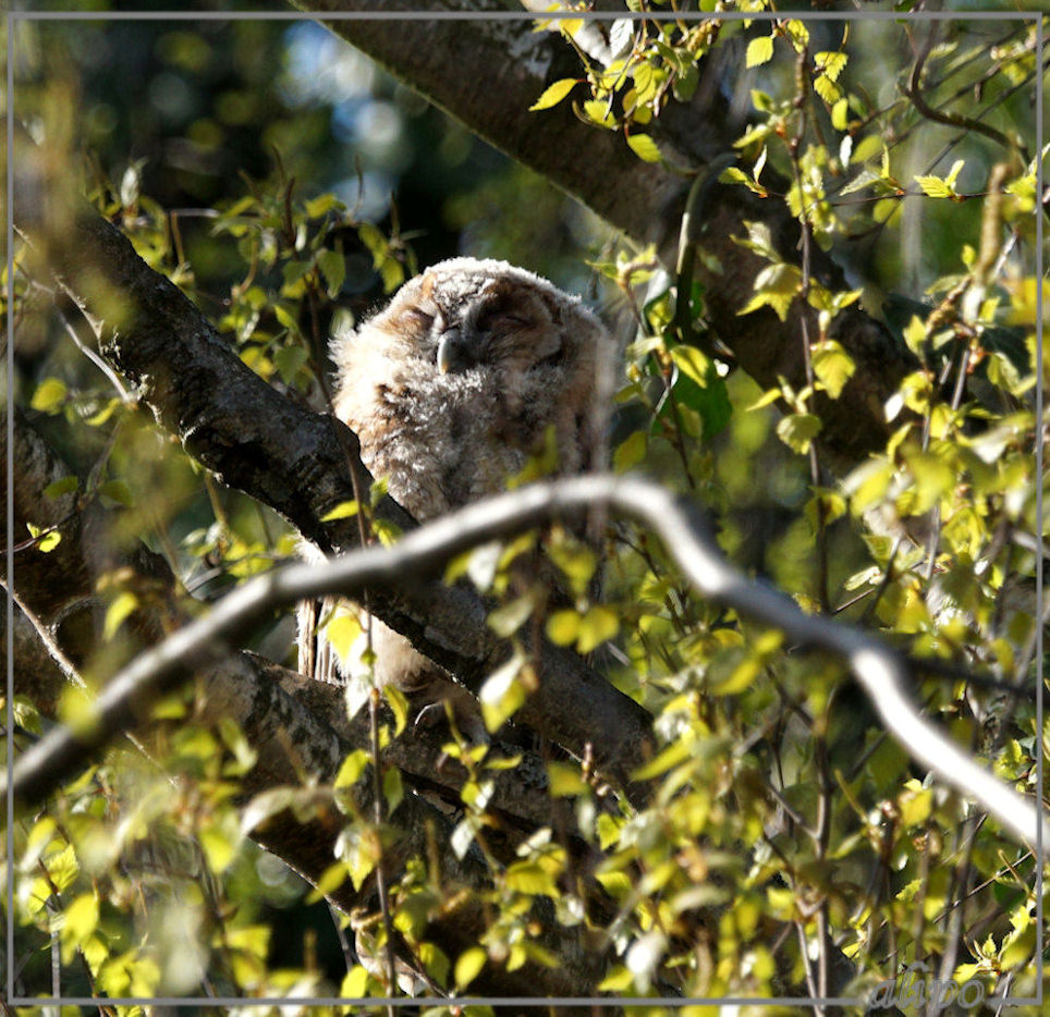 20150418_1647bosuil_Haarlem (5) Sony A77ii 400mm