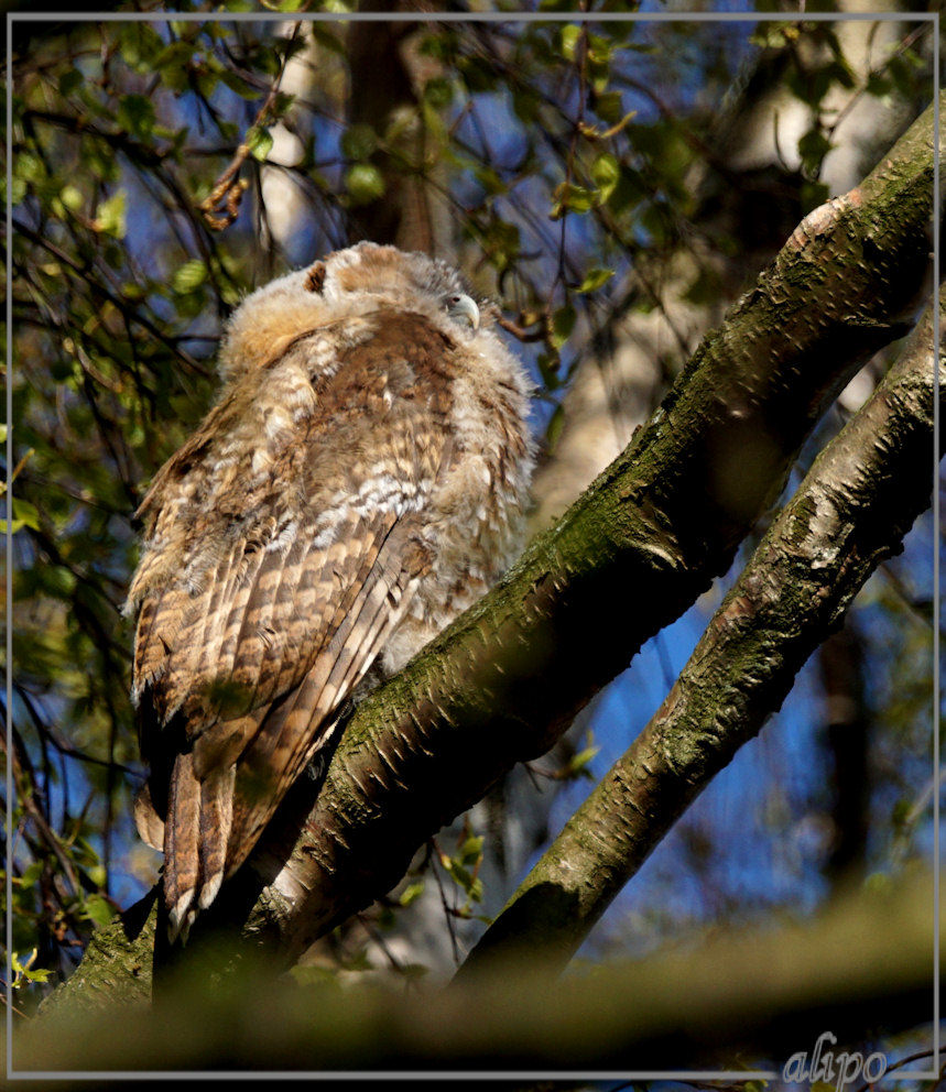 20150418_1647bosuil_Haarlem (9)