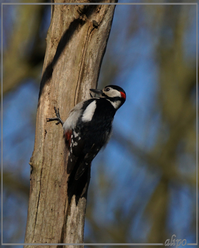 20150418_1807grote_bonte_specht_Duin_Kruidberg (12)