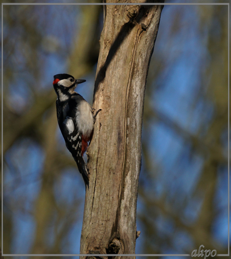 20150418_1807grote_bonte_specht_Duin_Kruidberg (7)