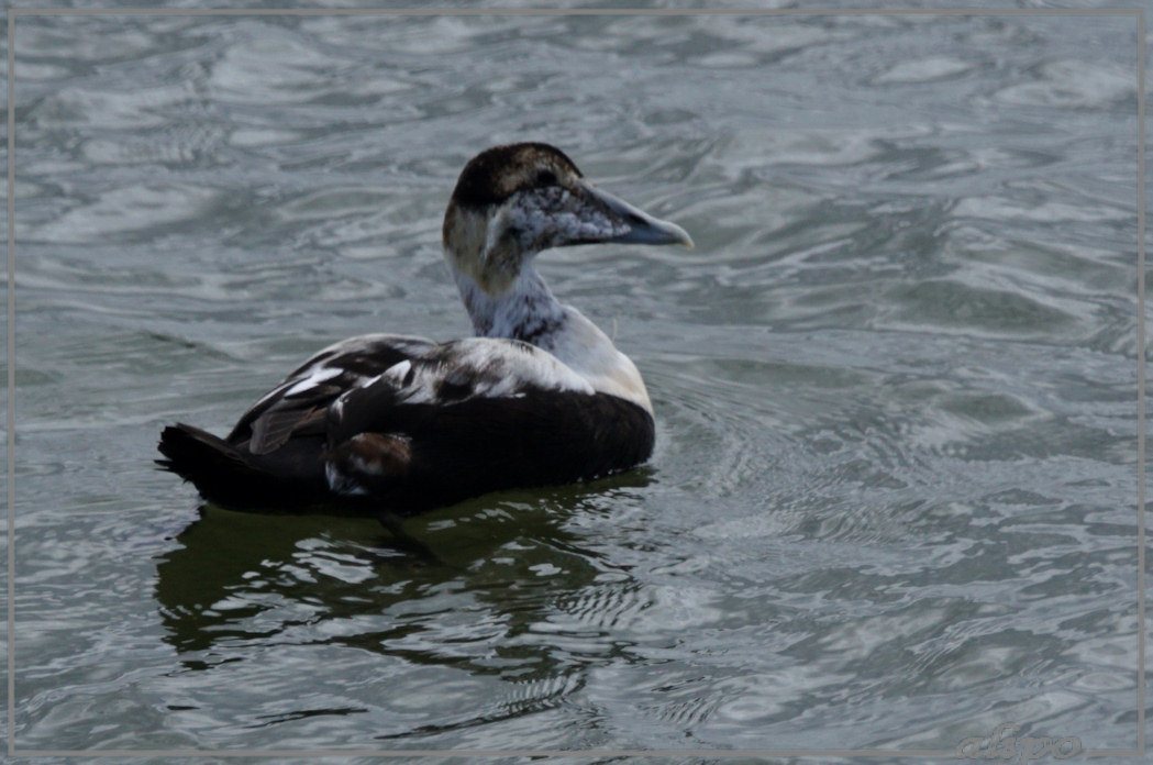 20150419_1412man_eidereend_pier (2) Sony A77ii 400mm