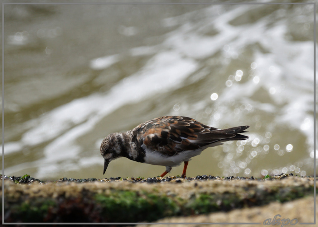 20150419_1433steenlopers_pier (12)