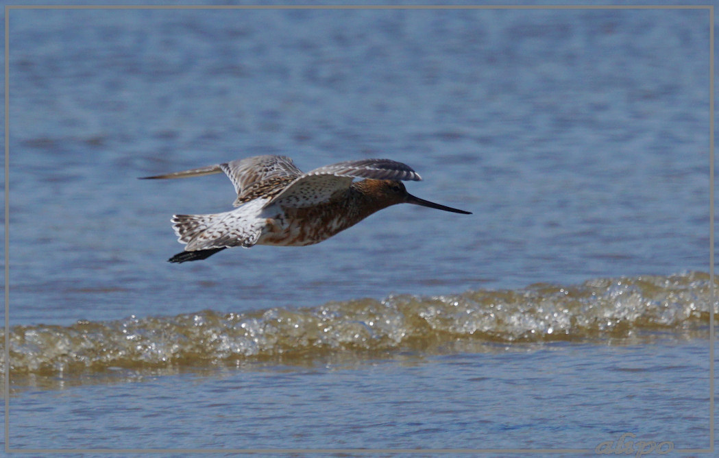 20150420_1314rosse_grutto_strand (11)