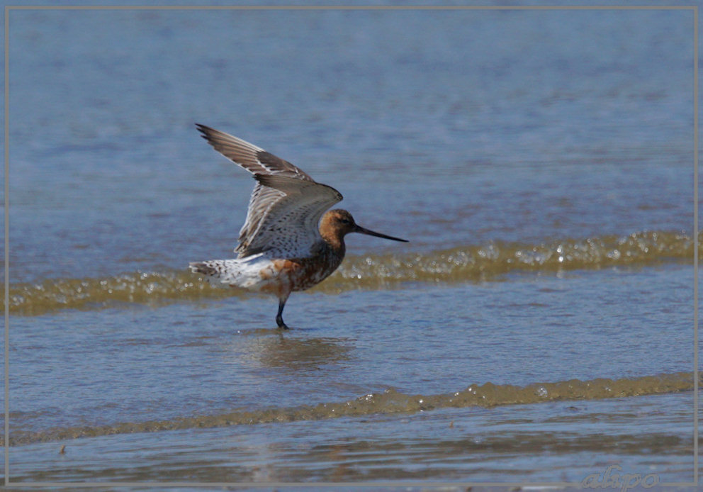 20150420_1314rosse_grutto_strand (12)