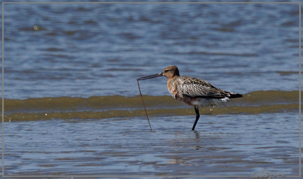 20150420_1314rosse_grutto_strand (2) Sony A77ii 400mm