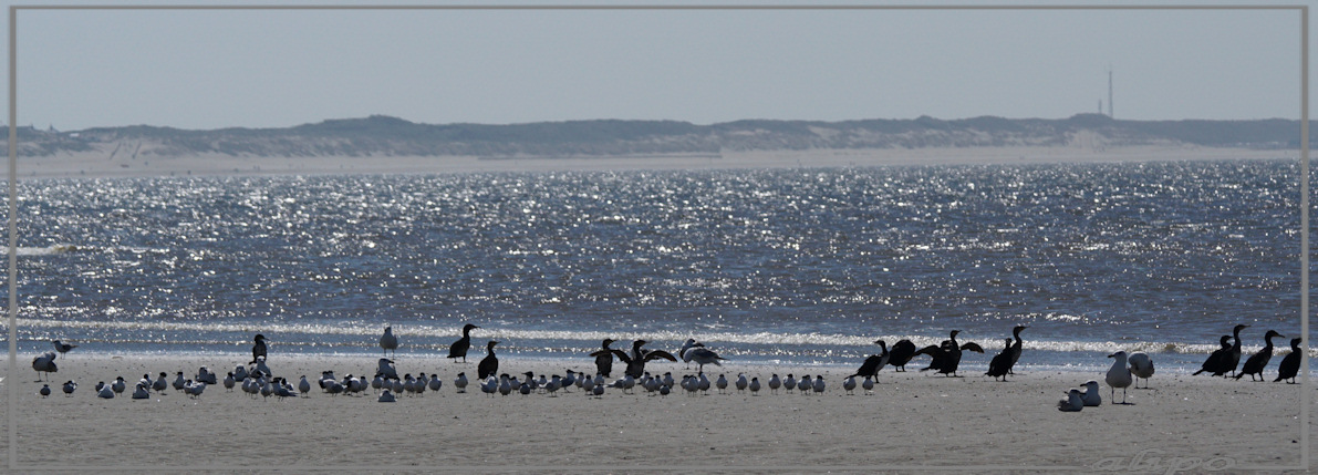 20150420_1320sterns_aalscholvers_meeuwen_strand2