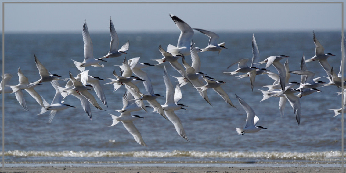 20150420_1323vliegende_sterns_visdiefjes_strand