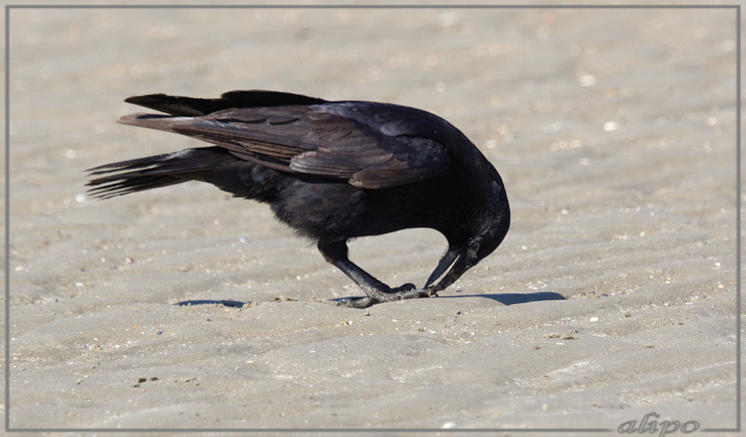 20150420_1325kraai_Amerikaanse_zwaardschede_strand (10)