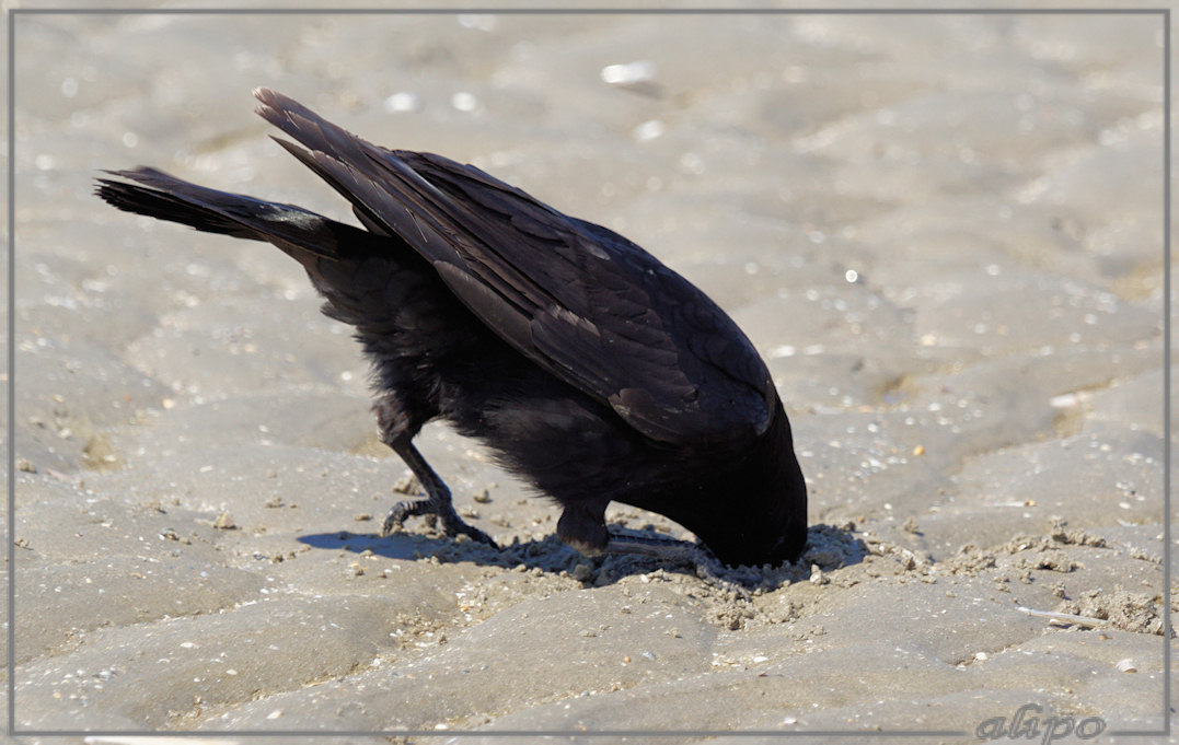 20150420_1325kraai_Amerikaanse_zwaardschede_strand (4)