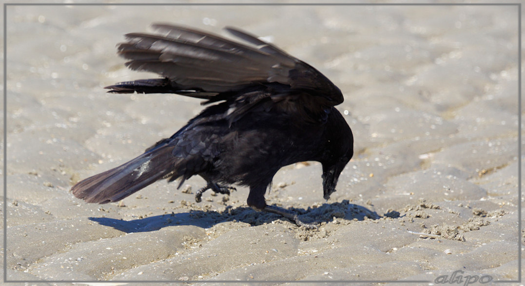 20150420_1325kraai_Amerikaanse_zwaardschede_strand (5)