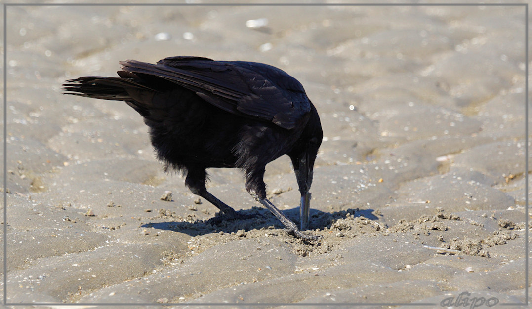 20150420_1325kraai_Amerikaanse_zwaardschede_strand (6)