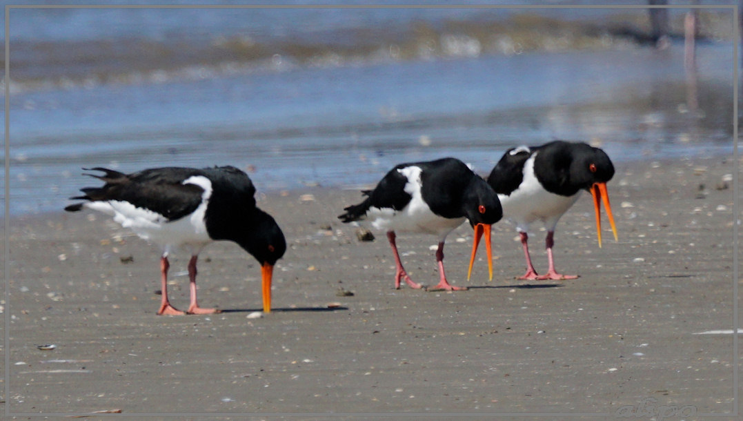 20150420_1327scholeksters_strand5