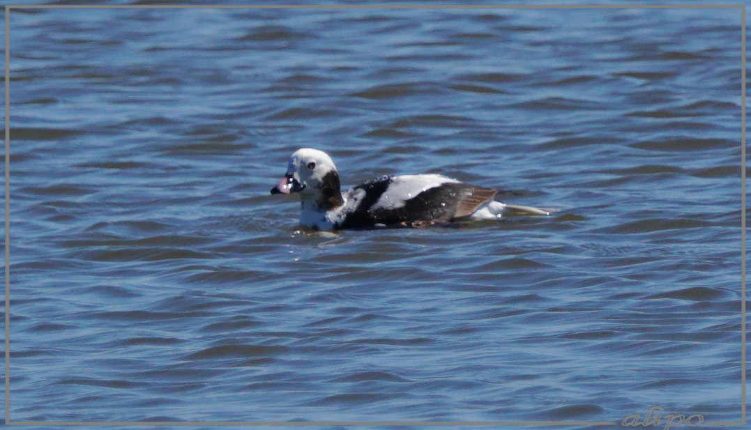 20150420_1404ijseend_pier (17) Sony A77ii 400mm