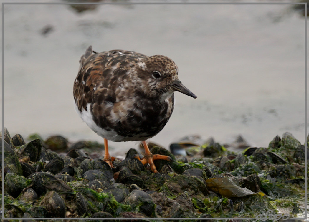 20150422_1428steenloper_pier3