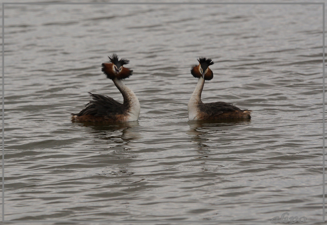 20150422_1432baltsende_futen_pier (34)