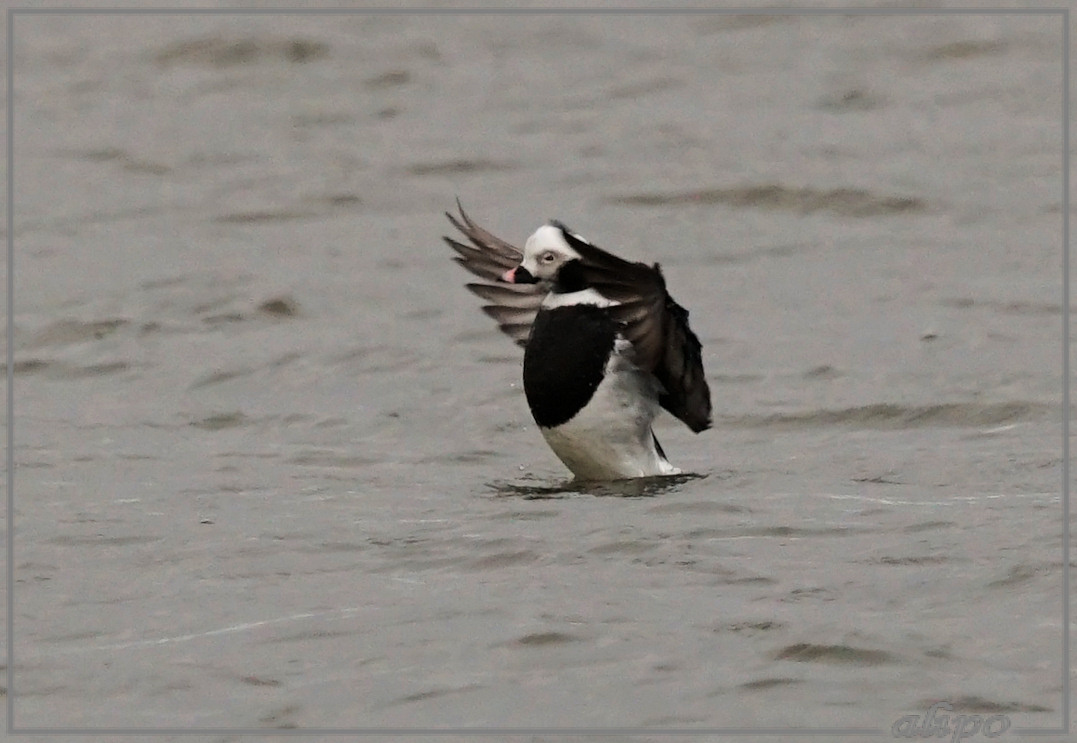 20150422_1510ijseend_pier (13) Sony A77ii 400mm