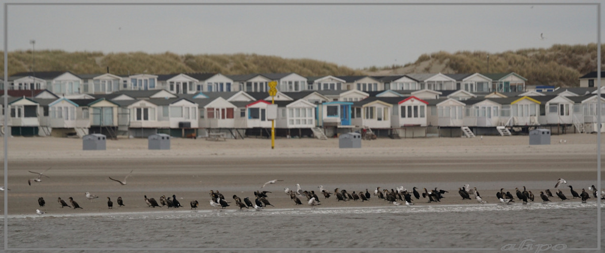 20150422_1523aalscholvers_strand_pier