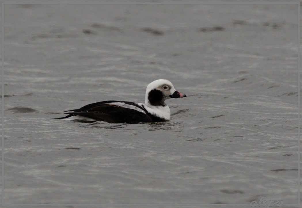 20150422_1524ijseenden_pier (39)