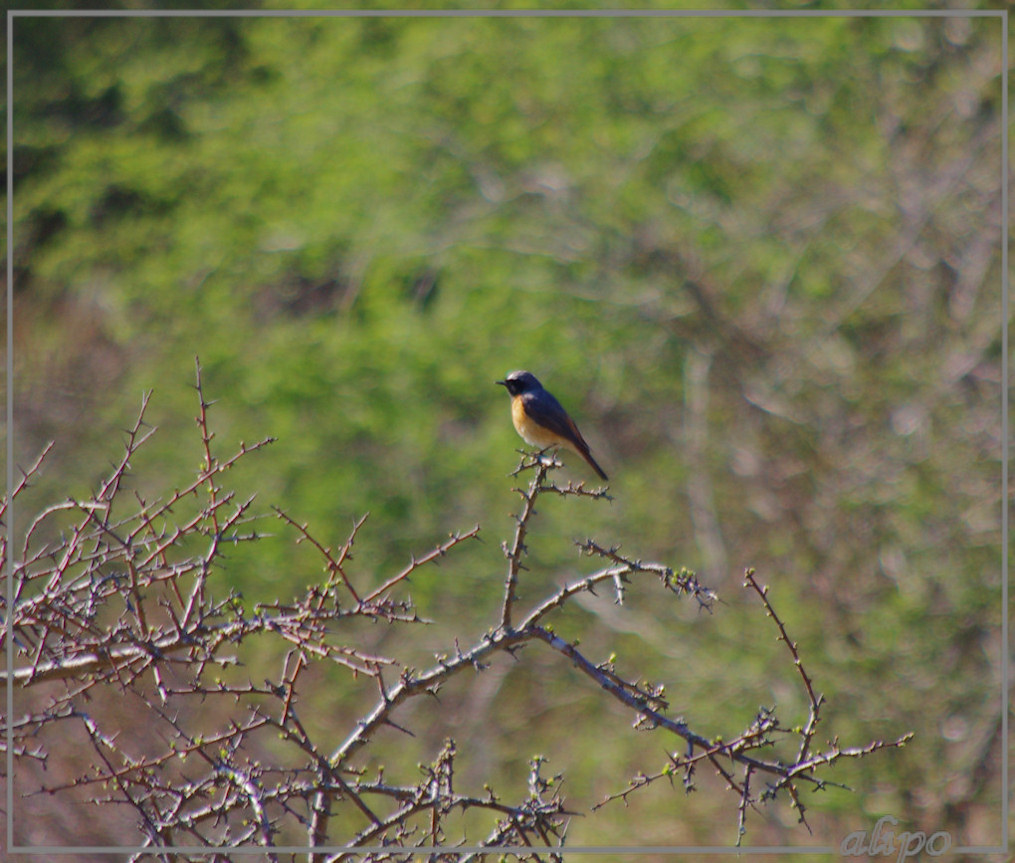 20150423_1656gekraagde_roodstaart_Herenduinen Sony A77ii 400mm