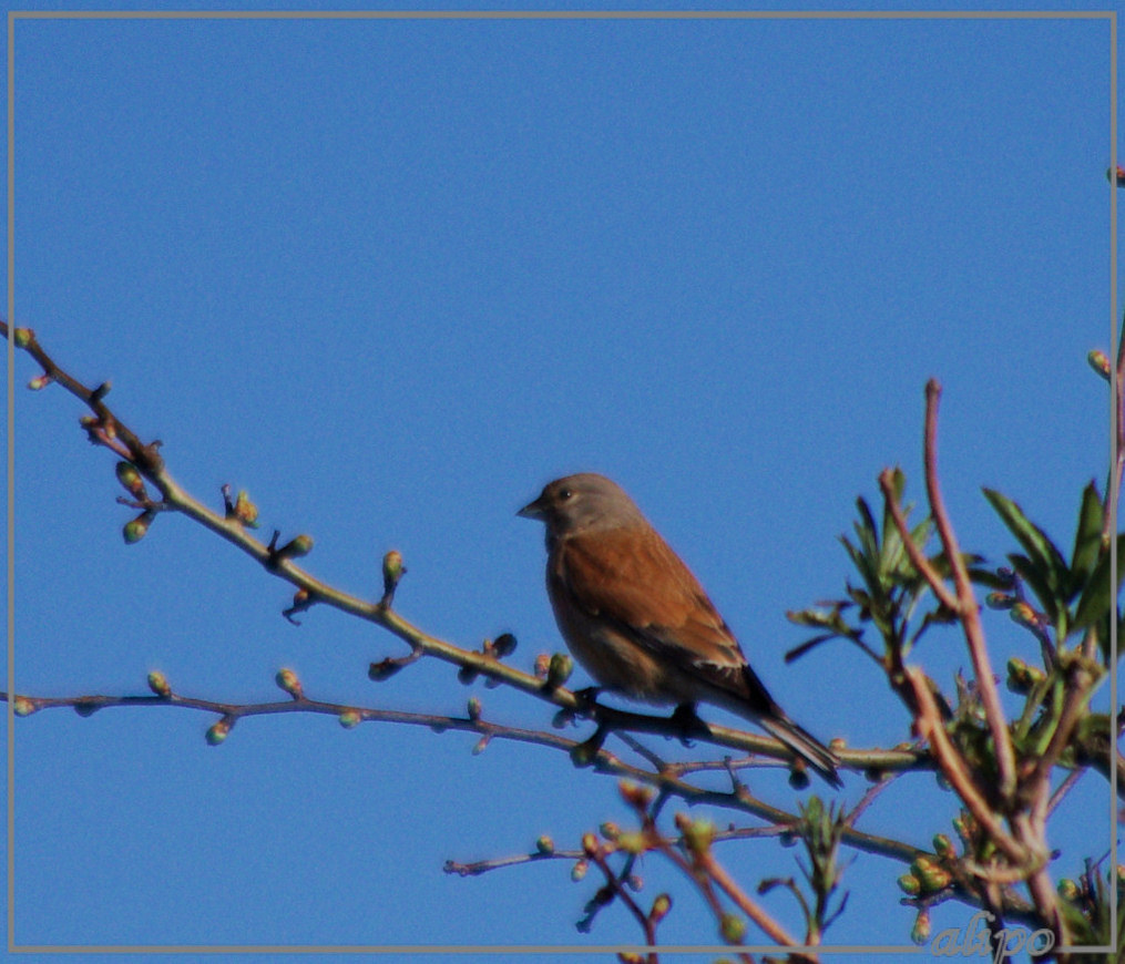 20150423_1759kneu_Herenduinen2