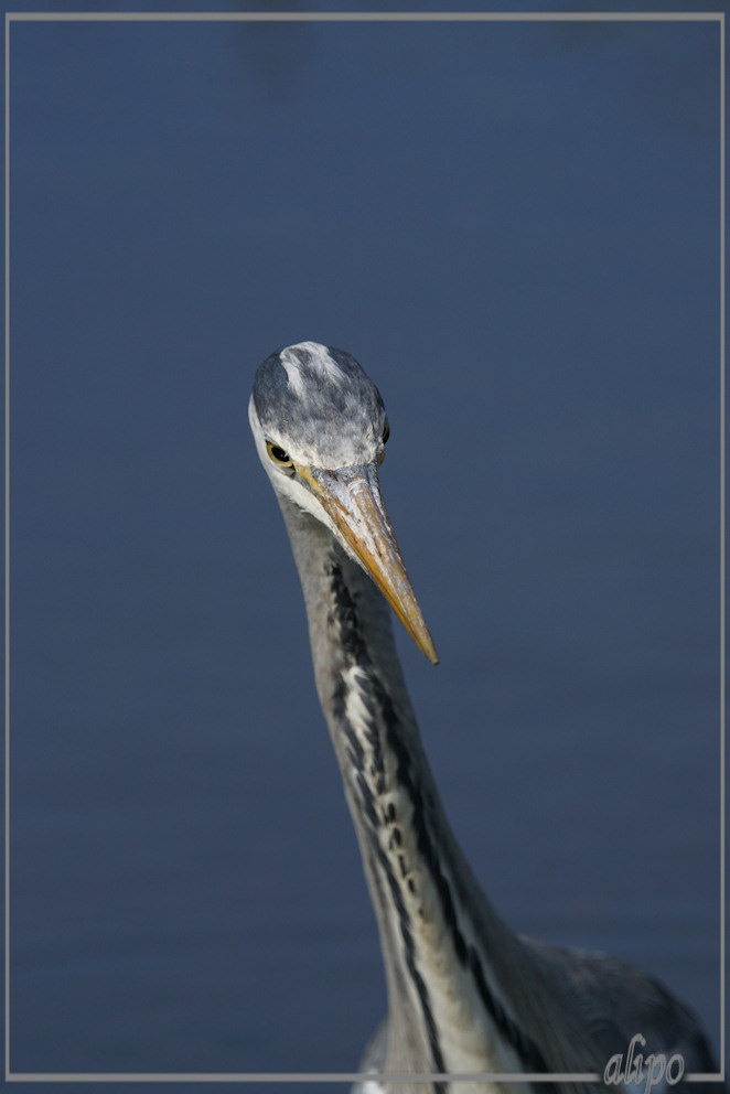 20150424_1550blauwe_reiger_Gruijterslandje (13)