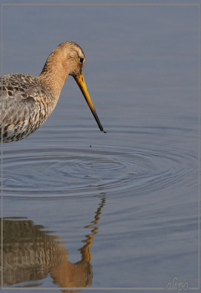 20150424_1611grutto_Gruijterslandje (21)