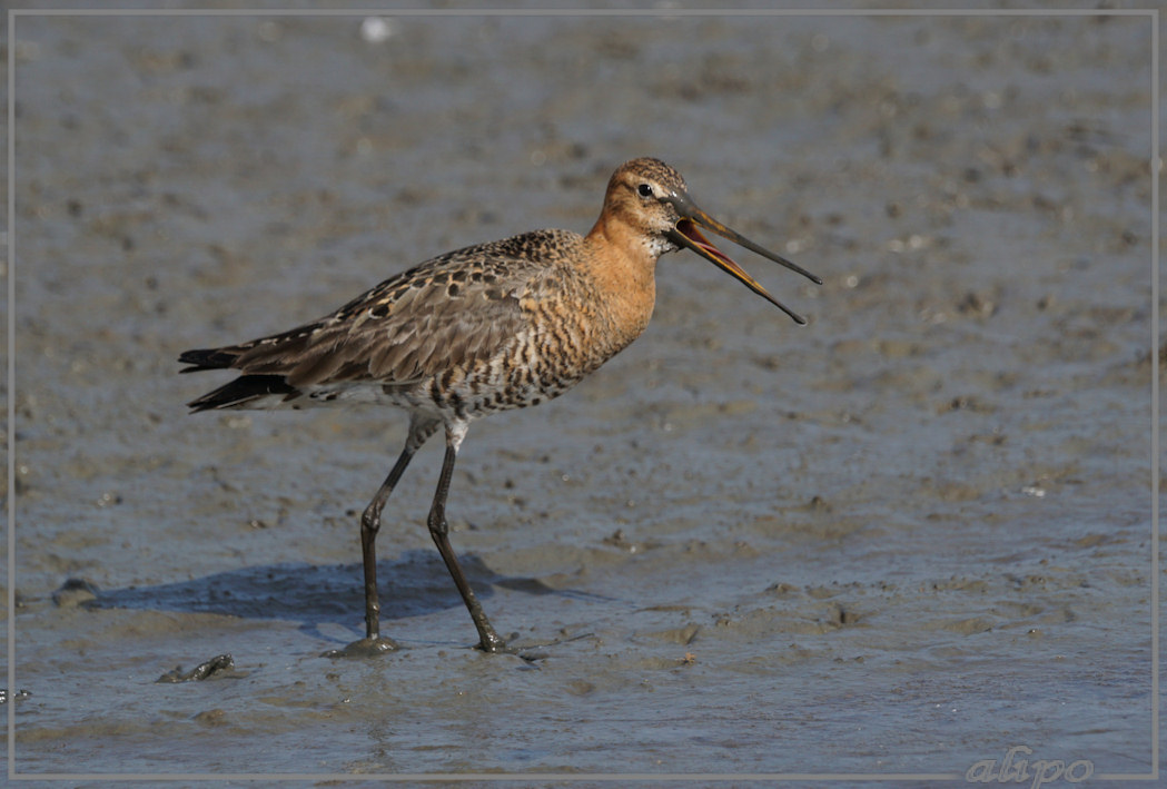 20150424_1611grutto_Gruijterslandje (3)