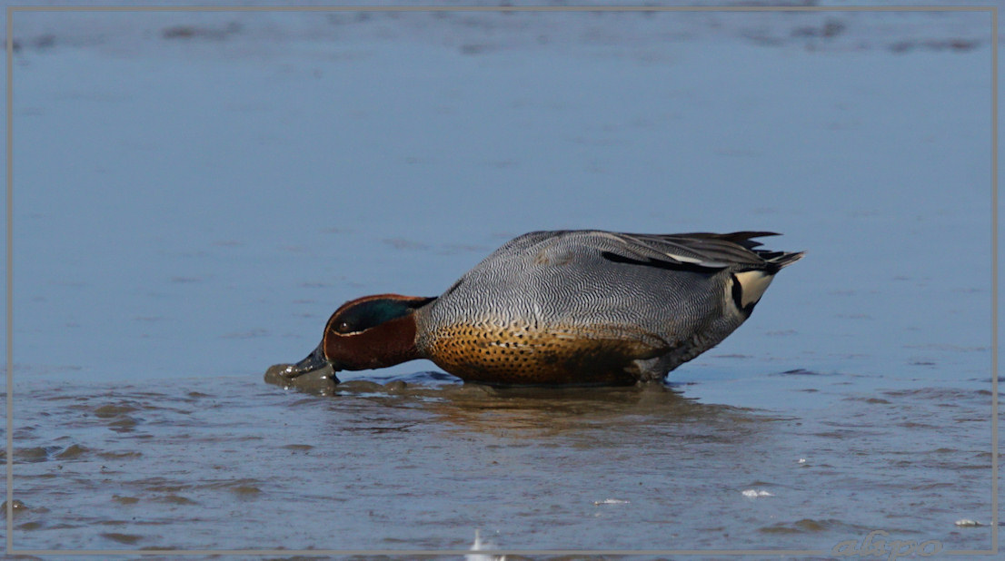 20150424_1614wintertaling_Gruijterslandje (8)