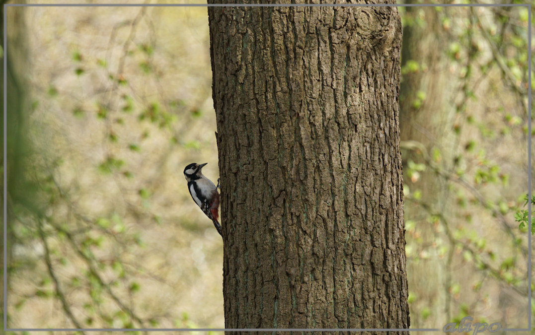 20150424_1706grote_bonte_specht_Beeckestijn (5)