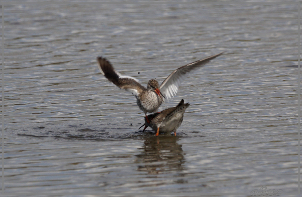 20150501_1604tureluurs_Gruijterslandje Sony A77ii 400mm