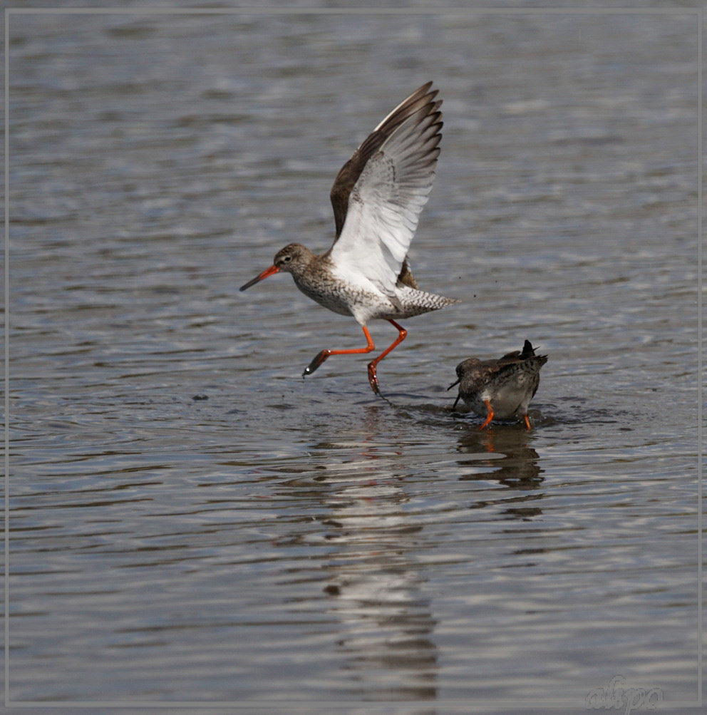 20150501_1604tureluurs_Gruijterslandje2