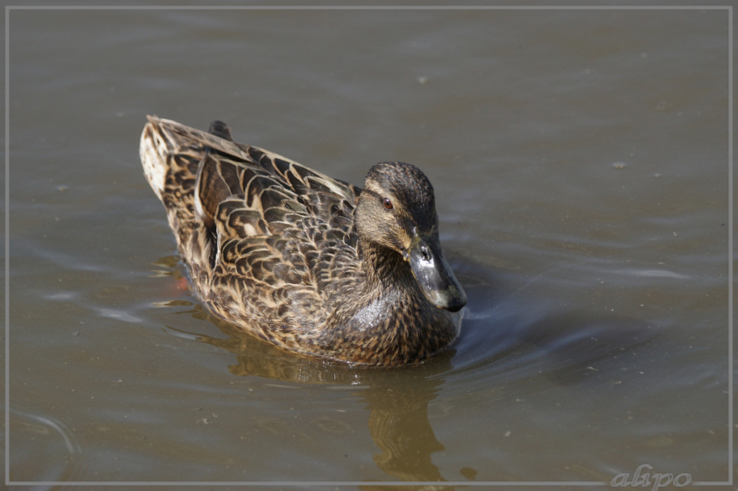 20150501_1618wilde_eend_pulletjes_Gruijterslandje (6)