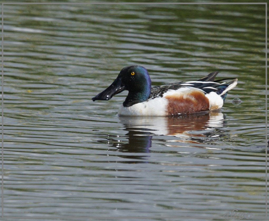 20150501_1627slobeenden_Gruijterslandje (9)