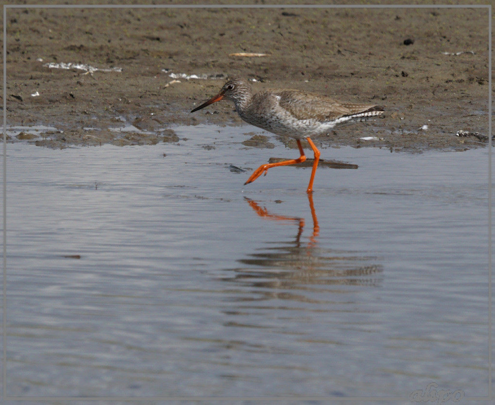 20150501_1633tureluur_Gruijterslandje2