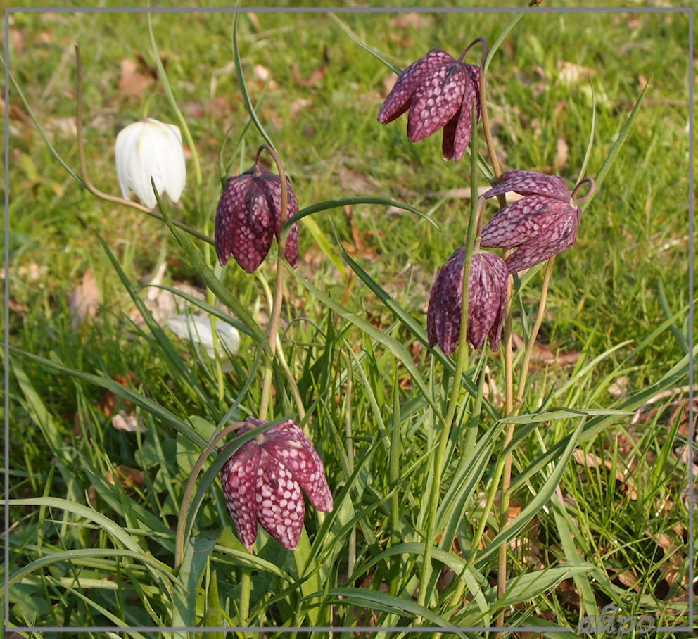 Kievitsbloemen