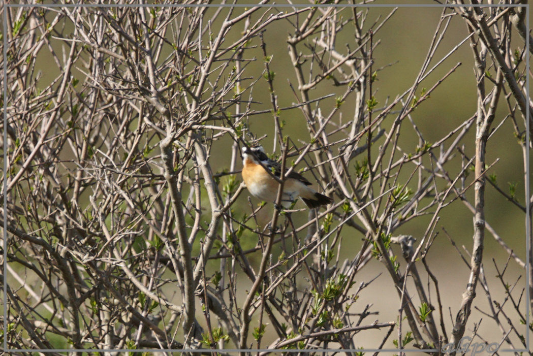 20150505_1716paapje_Herenduinen Sony A77ii 400mm