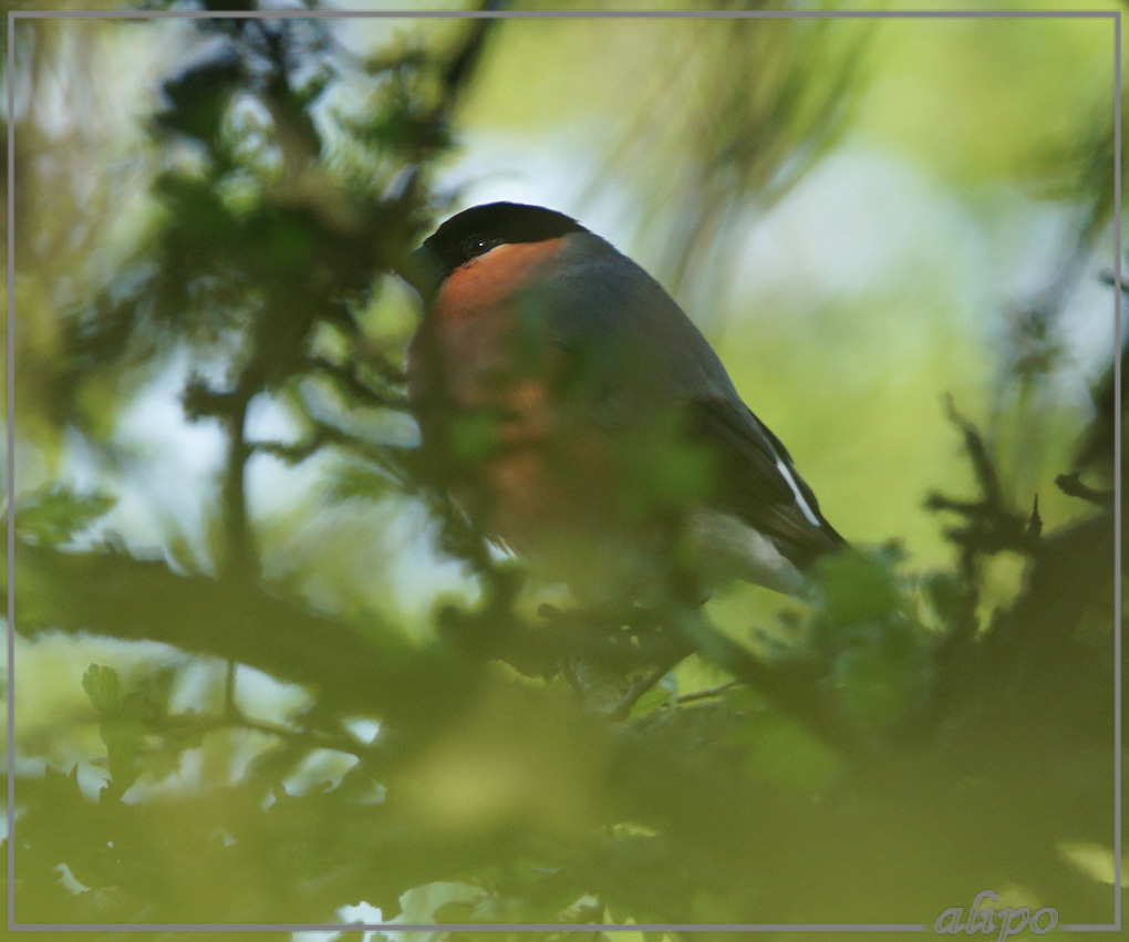 20150505_1819goudvink_Herenduinen